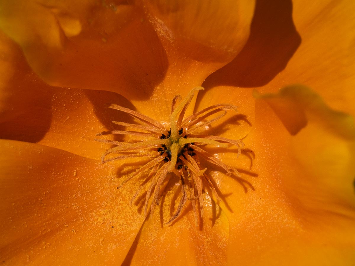 Staubblätter und Narbe